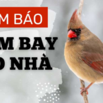 Theo dân gian, chim bay vào nhà có thể được hiểu là dấu hiệu của tin vui, thay đổi hoặc lời nhắc cần cẩn trọng. 