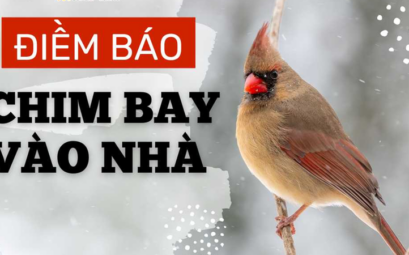 Theo dân gian, chim bay vào nhà có thể được hiểu là dấu hiệu của tin vui, thay đổi hoặc lời nhắc cần cẩn trọng. 