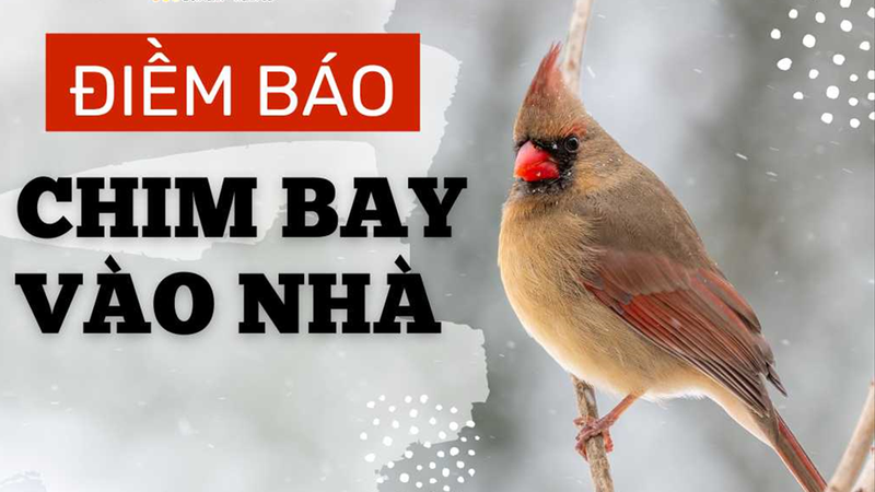 Theo dân gian, chim bay vào nhà có thể được hiểu là dấu hiệu của tin vui, thay đổi hoặc lời nhắc cần cẩn trọng. 