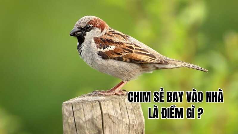 Chim sẻ bay vào nhà thường được xem là dấu hiệu bình an hoặc tin vui nhỏ. 