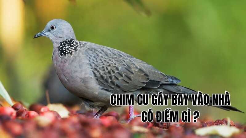 Chim cu gáy bay vào nhà thường được hiểu theo hướng an hòa, ổn định và bình dị. 
