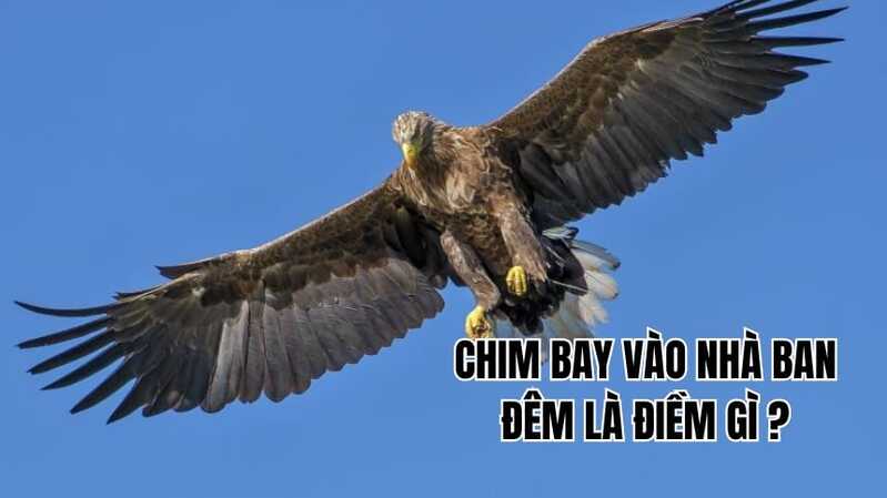 Chim bay vào nhà ban đêm khiến nhiều nhiều lo lắng