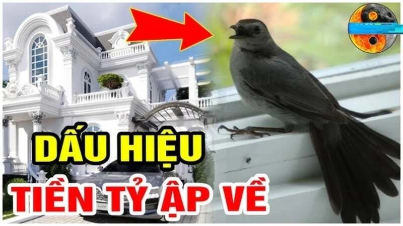 Trong phong thủy, chim bay vào nhà đôi khi được xem là dấu hiệu không gian sống có sinh khí. 