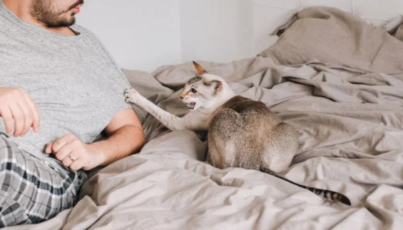 Mèo cắn trong mơ có thể phản ánh xung đột, tổn thương hoặc cảm giác bị đe dọa.