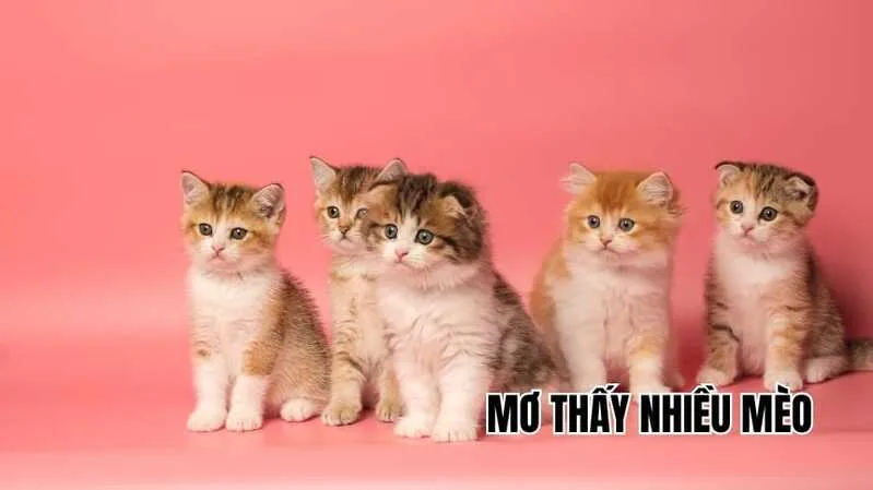 Mơ thấy nhiều mèo có thể phản ánh nhiều cảm xúc, lựa chọn hoặc mối quan hệ xuất hiện cùng lúc.