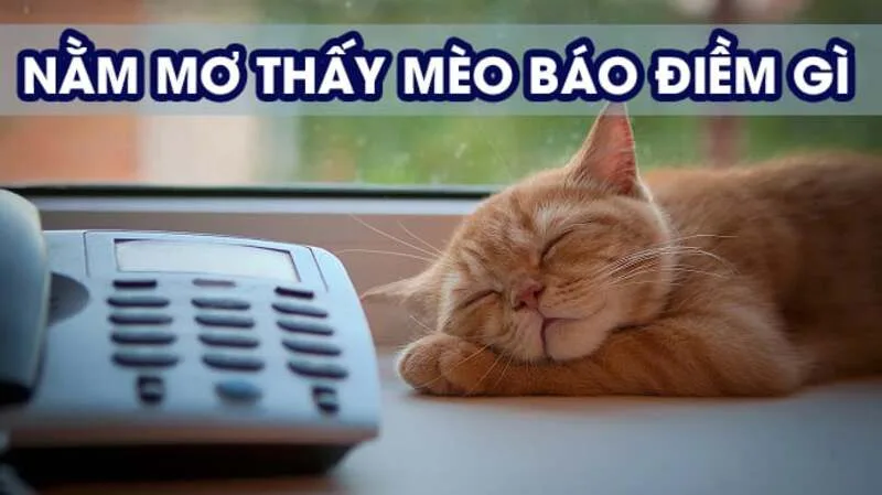 Mơ thấy mèo là điềm gì? Giải mã giấc mơ tâm linh, đầy bí ẩn